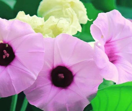 Argyreia Nervosa Graines - LEGBA