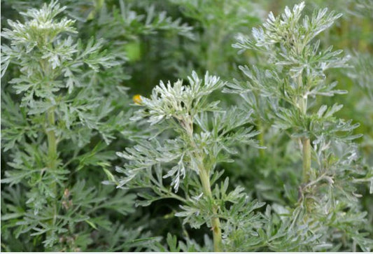 Artemisia Absinthium : Plante d'absinthe - LEGBA
