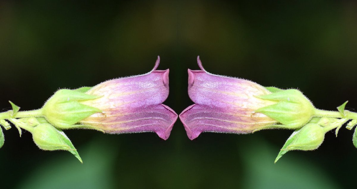 Belladone Atropa Belladona Graine fleurs violettes - LEGBA