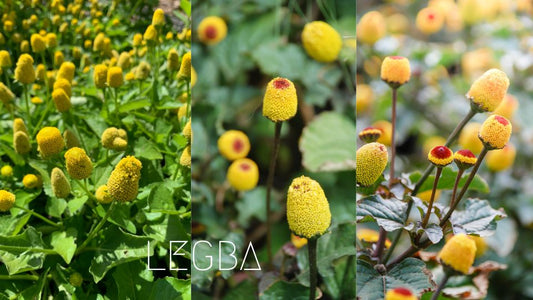 Brèdes Mafane : Saveurs Électriques et Traditions Culinaires - LEGBA