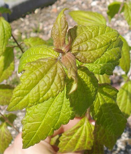 Calea Zacatechichi - LEGBA