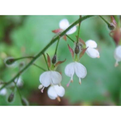 Circée - Graines - LEGBA