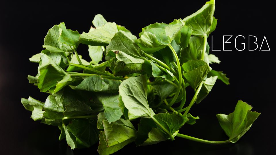 Gotu Kola : Centella Asiatica au Cœur de l'Ayurvéda - Vitalité et Sérénité - LEGBA