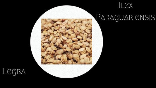 ilex paraguariensis - graines - LEGBA