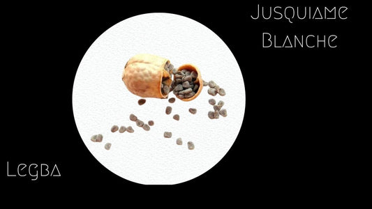 Jusquiame Blanche - Graines - LEGBA