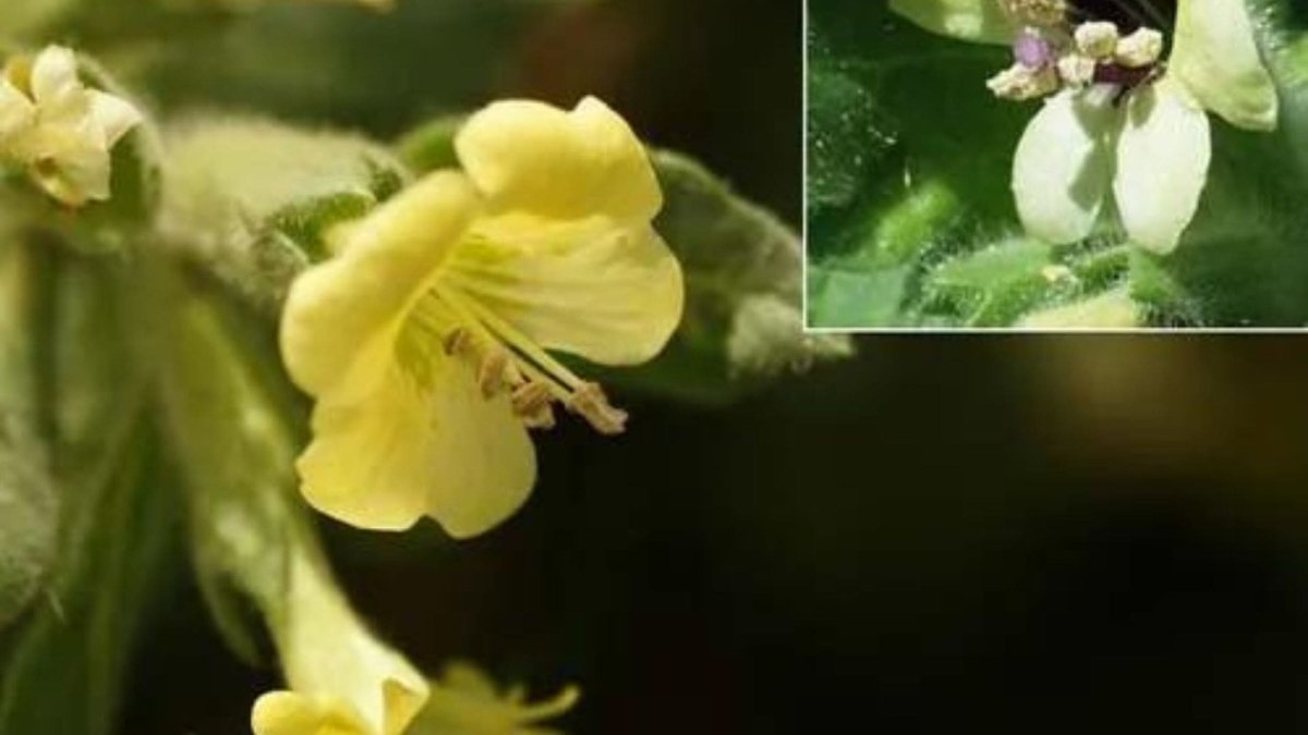 Jusquiame Blanche - Graines - LEGBA