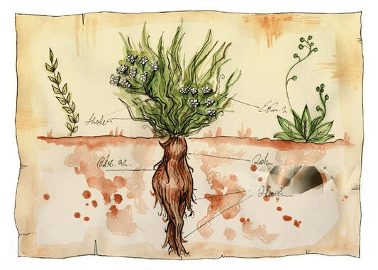 Mandragore plante - LEGBA