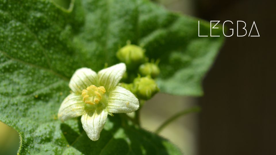 Mandragore plante - LEGBA