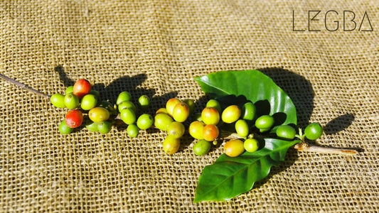 Plant de Café LEGBA: Éveillez Votre Jardin au Monde - LEGBA