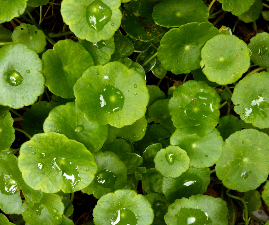 Graines de Gotu Kola – Plante Exceptionnelle et Adaptogène pour Votre Jardin ! | LEGBA