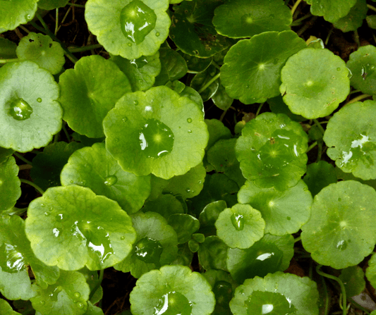 Graines de Gotu Kola – Plante Exceptionnelle et Adaptogène pour Votre Jardin ! | LEGBA