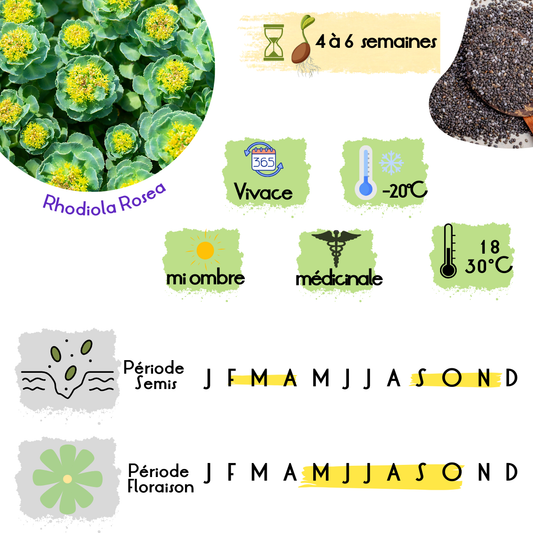  Infographie sur la Rhodiola Rosea avec informations sur la culture, la période de semis et de floraison, et ses caractéristiques médicinales.