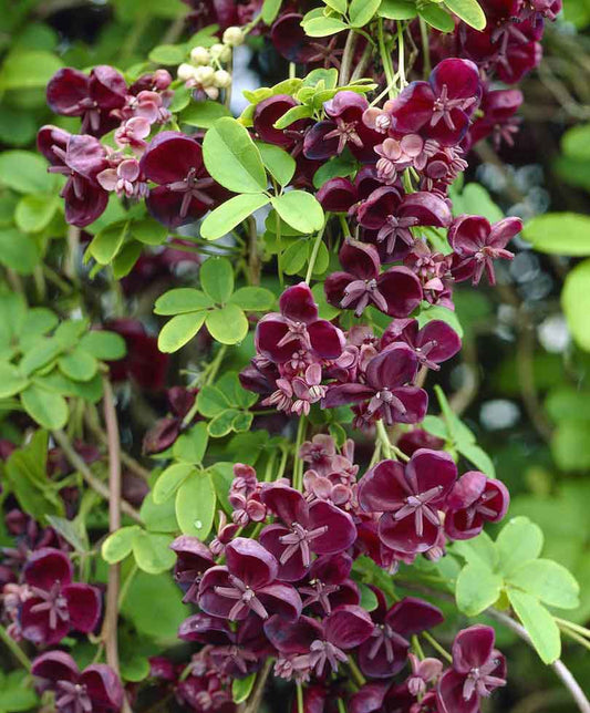 Akebie plante d'akebia quinata - LEGBA