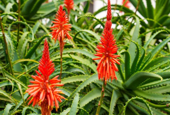 Aloe arborescens - LEGBA