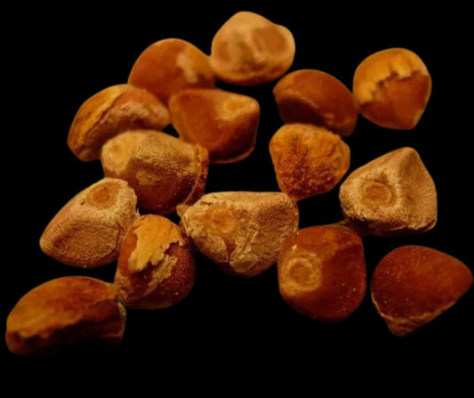 Argyreia Nervosa Graines - LEGBA