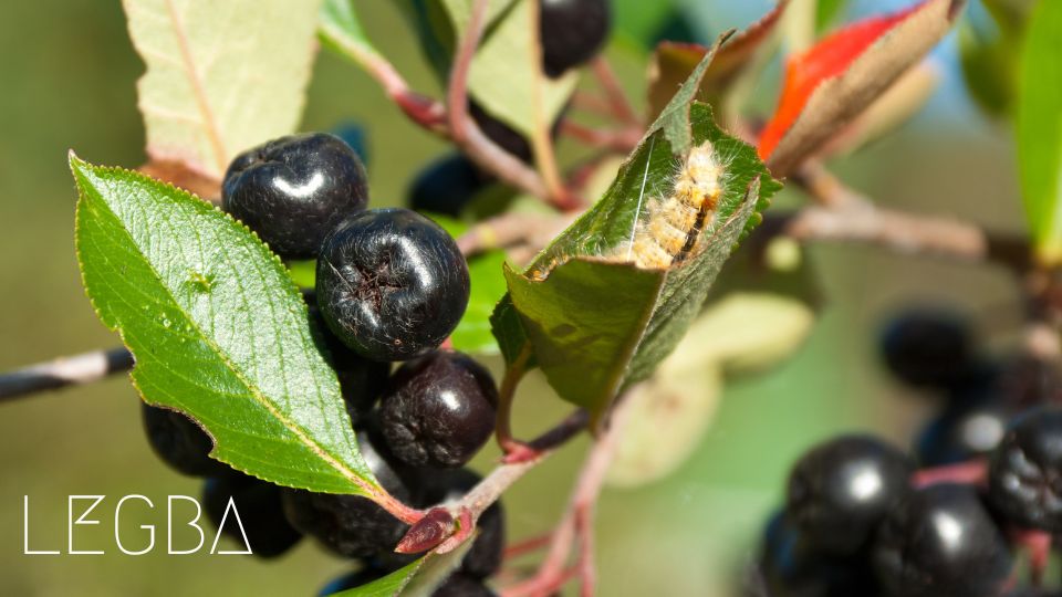 Aronia de LEGBA: Élixir de Vitalité Ancienne - LEGBA