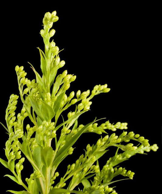 Artemisia Absinthium : Plante d'absinthe - LEGBA
