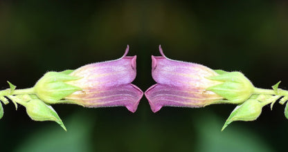 Belladone Atropa Belladona Graine fleurs violettes - LEGBA