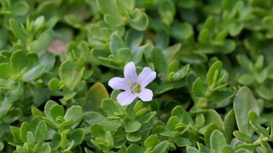 Brahmi (Bacopa monnieri) : La plante qui boost votre Mémoire - LEGBA