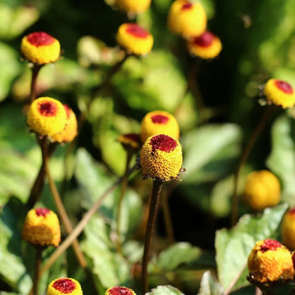 Brede Mafana (Acmella oleracea) Graines. - LEGBA