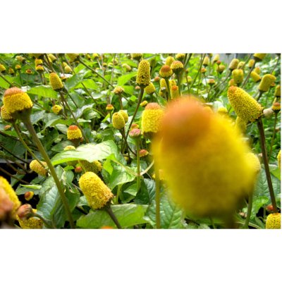 Brede Mafana (Acmella oleracea) Graines. - LEGBA