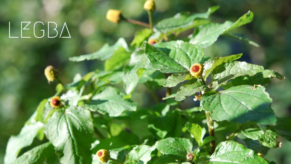Brèdes Mafane : Saveurs Électriques et Traditions Culinaires - LEGBA