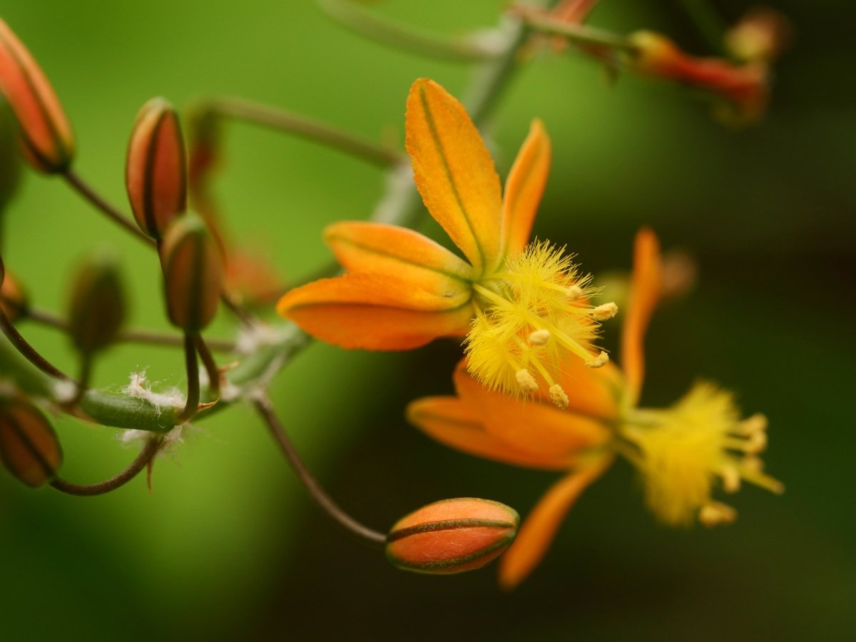 Bulbine – Plante de Bulbinella frutescens - LEGBA