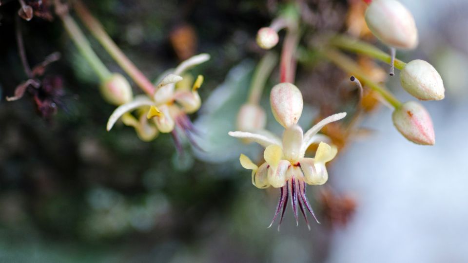 Cacaoyer: Plante des Dieux et Monnaie Ancienne - LEGBA