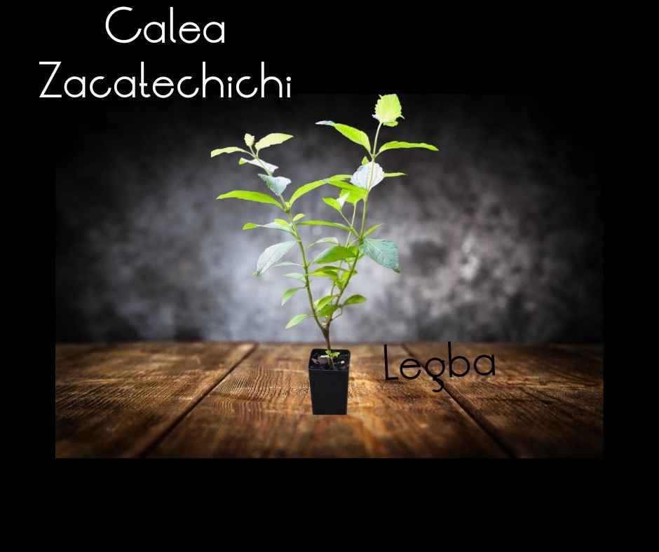 Calea Zacatechichi - LEGBA