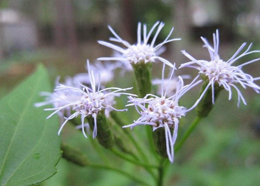 Calea zacatechichi Plante du rêve lucide - LEGBA