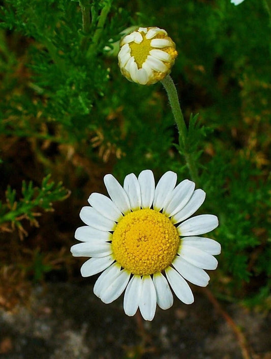 Camomille Romaine - graines - LEGBA