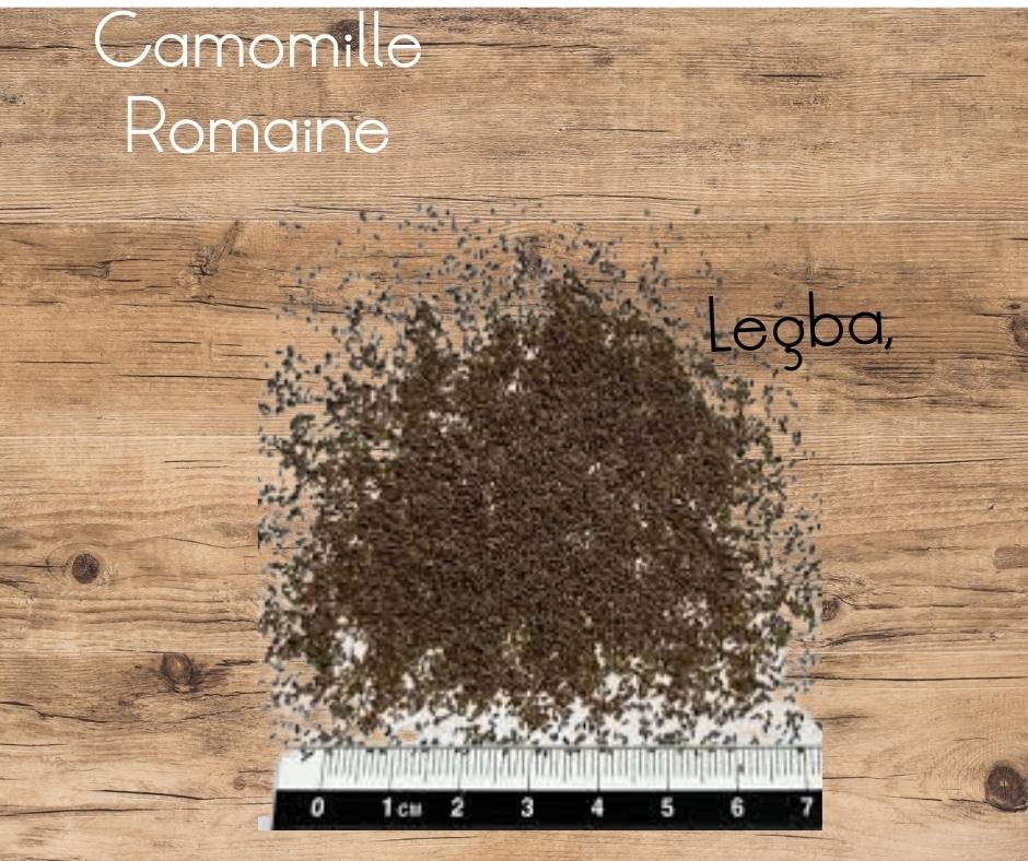 Camomille Romaine - graines - LEGBA