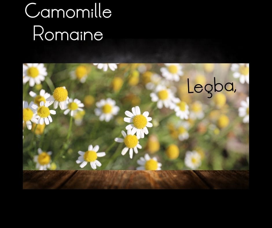 Camomille Romaine - graines - LEGBA