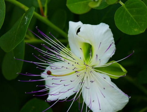 Câprier (Capparis spinosa) Plante - LEGBA