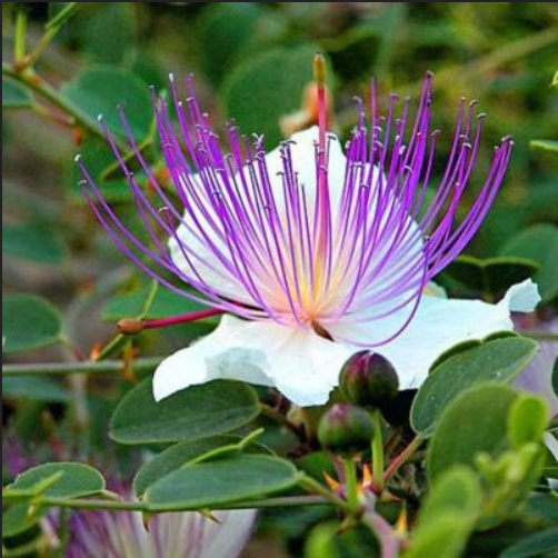 Câprier (Capparis spinosa) Plante - LEGBA