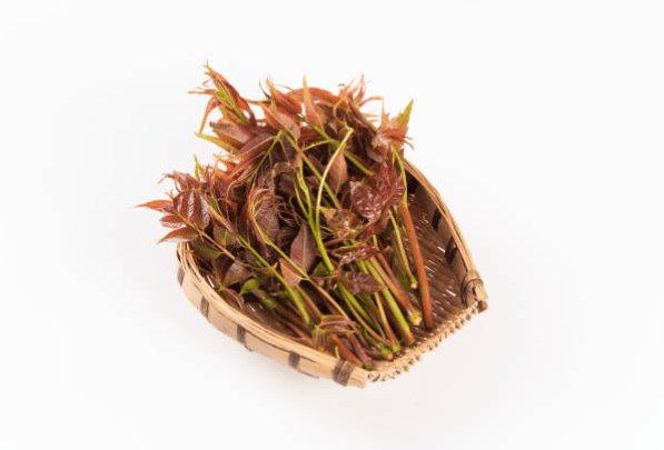 Cedrela Toona : Explorez l'Arbre Bouillon Cube avec LEGBA - LEGBA