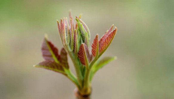 Cedrela Toona : Explorez l'Arbre Bouillon Cube avec LEGBA - LEGBA