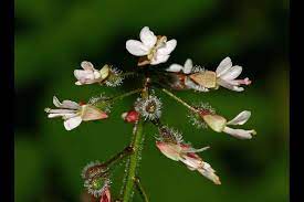 Circée - Graines - LEGBA