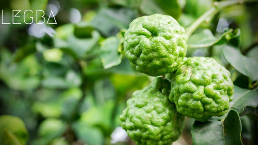 Combava : Joyau Tropical de la Cuisine Thaïlandaise - LEGBA