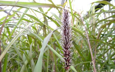 Cultivez l'Exotisme : Plante de Canne à Sucre Saccharum chez LEGBA - LEGBA