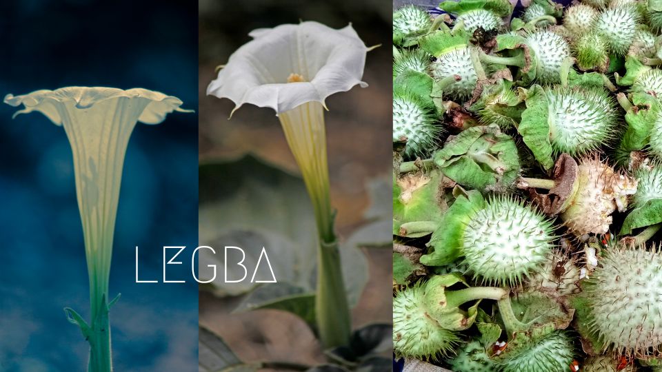 Datura Innoxia: La Gardienne Envoûtante du Jardin LEGBA - LEGBA