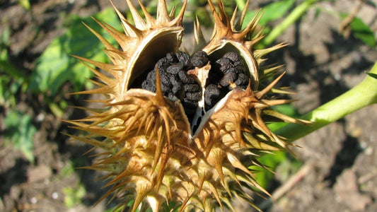 Datura Stramoine - Graines - LEGBA