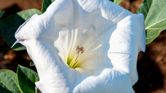 Datura Stramoine - Graines - LEGBA