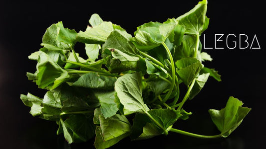Gotu Kola : Centella Asiatica au Cœur de l'Ayurvéda - Vitalité et Sérénité - LEGBA