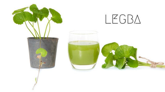 Gotu Kola: Trésor de l'Ayurvéda et Secret de Longévité - LEGBA