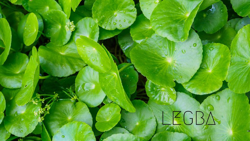Gotu Kola: Trésor de l'Ayurvéda et Secret de Longévité - LEGBA