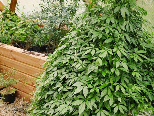 Jiaogulan de LEGBA: L'Adaptogène Asiatique aux Multiples Vertus - LEGBA