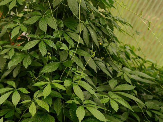 Jiaogulan de LEGBA: L'Adaptogène Asiatique aux Multiples Vertus - LEGBA