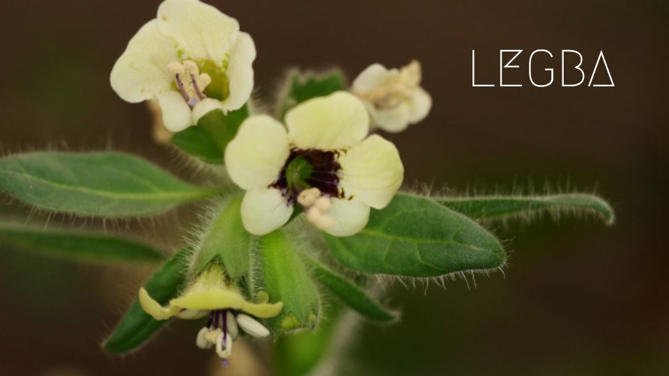 Jusquiame : Entre Mystères des Sorcières et Vertus Anciennes - LEGBA