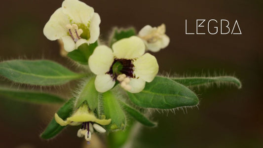 Jusquiame : Entre Mystères des Sorcières et Vertus Anciennes - LEGBA